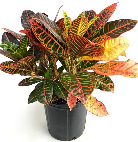 Buy Croton Petra Codiaeum Variegatum Eureka Farms