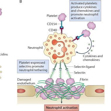 Platelets And The Immune Continuum On This Schematic Drawing