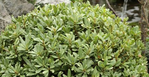 Jade Plant Varieties | Different Types & Kinds Of Jade Species ...