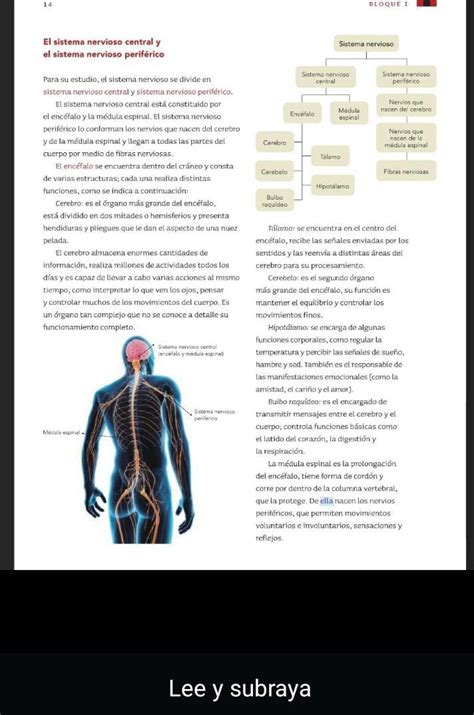 Haz Un Resumen En Tu Cuaderno Del SISTEMA NERVIOSO En Cuantas Partes Se