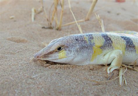 Just Keep Swimming, Swimming Sandfish | Featured Creature