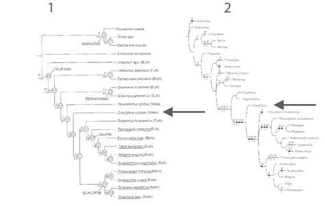 1, Talpidae phylogeny resulting from a parsimony analysis based on 157... | Download Scientific ...