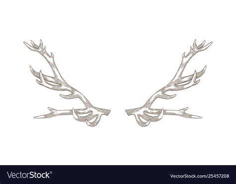 Detailed drawing deer or reindeer antlers Vector Image