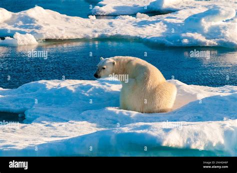 Polar bear in the arctic circle sitting on an ice pack in ...