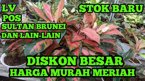 Diskon Besar Aglaonema Sultan Brunei Dan Lain Lain Murah Meriah Youtube