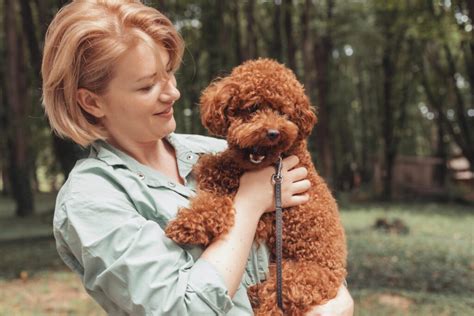 Pudel Toy najmniejszy wśród pudli WARSAW DOG