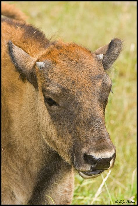 Custer State Park Wildlife Page