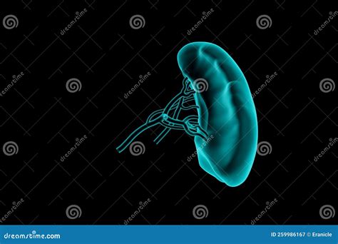 3d Illustration Of Human Spleen X Ray Stock Illustration Illustration