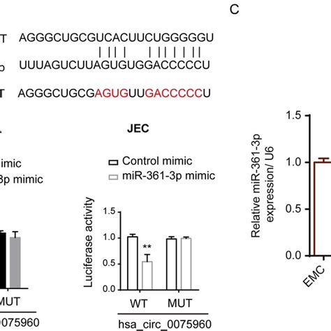 Hsa Circ Bond And Negatively Regulated Mir P A Predicted