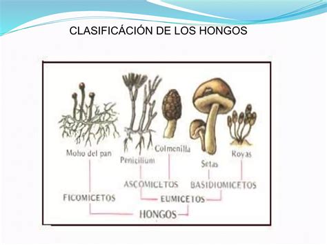 Los 5 Reinos Biologicos Ppt