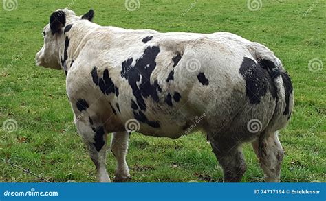 Muscled Belgian Blue Cattle Stock Photo Image Of White Brussels