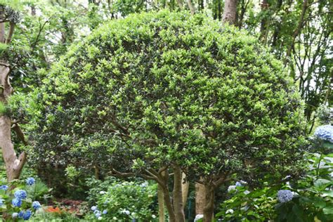 12 Types of Holly Plants that Look Great Year Round