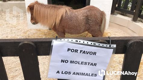 El concejal de Fiestas señala que los animales del portal de Belén de