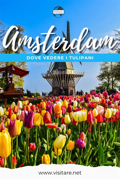 Amsterdam Tulipani