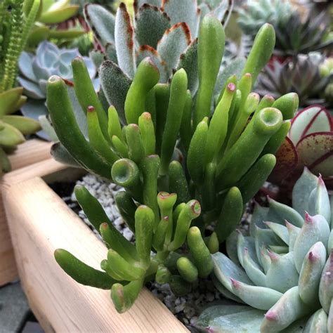 Crassula Ovata Hobbit Garden Crossings