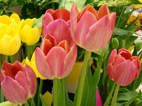 🔥 [50+] Spring Tulips Wallpapers | WallpaperSafari