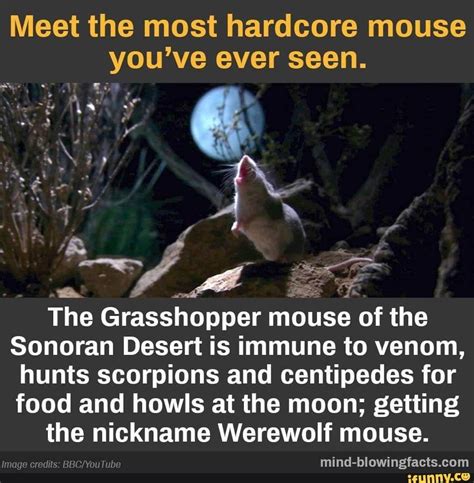 Meet the most hardcore mouse you’ve ever seen. "‘7; A ” The Grasshopper ...