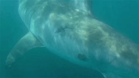 Great White Shark Drive By While Kayak Fishing Youtube