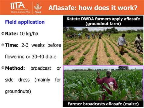 Aflasafe A Highly Effective Biocontrol Product For Mitigating Aflatoxin