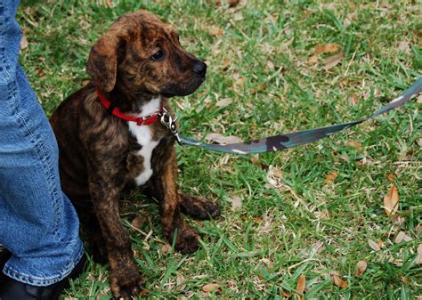 Tennessee Treeing Brindle near the owner photo and wallpaper. Beautiful Tennessee Treeing ...