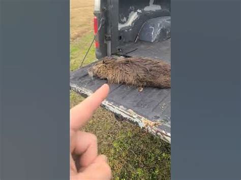 Nutria Rat Catch Clean Cook - YouTube