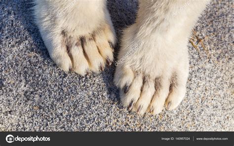 Polar bear paws Stock Photo by ©michaklootwijk 140957024