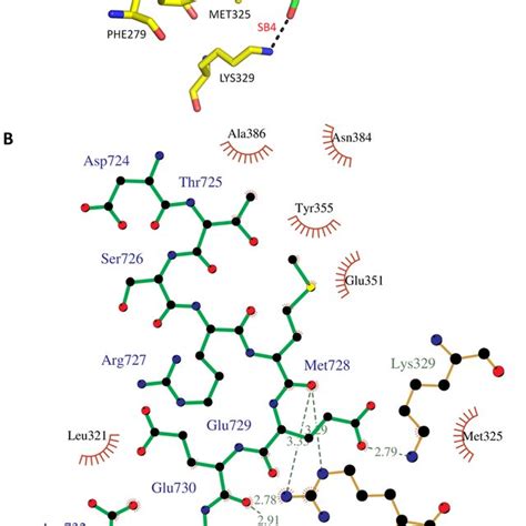 Interaction Of Hsp C Terminal Peptide With The Tpr Domain Of Fkbp