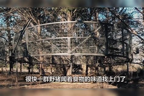 野猪家族被一网打尽抓获45头野猪网友一家人就要整整齐齐