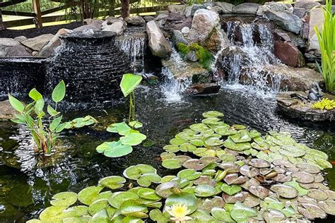 Aquatic Plants In Maryland Koi Ponds: Native vs. Non-Native