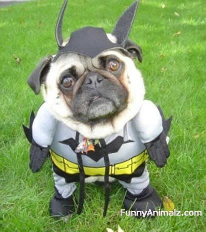 Funny Pet Costumes | Amazing Creatures