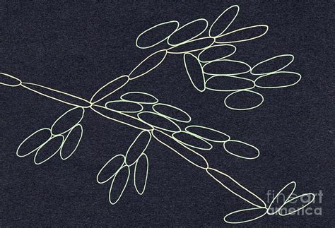 Candida Kefyr Yeasts 1 By Science Photo Library