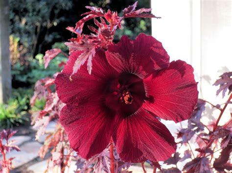 Hibiscus Mahogany Splendor Flowers Seed Hibiscus Plant Hibiscus