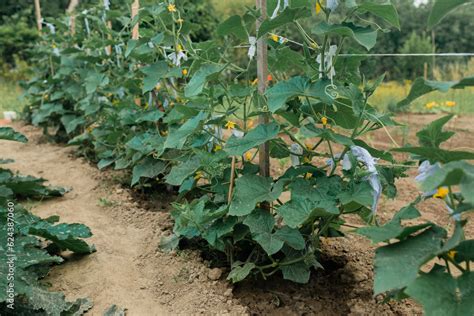 Foto De The Growth And Blooming Of Greenhouse Cucumbers The Bush