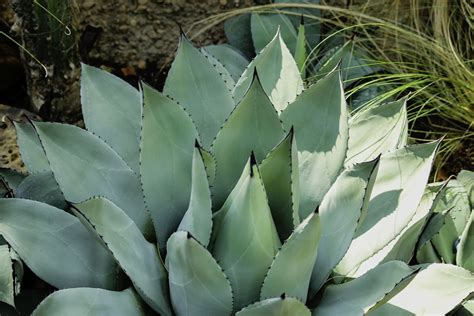 Las 5 mejores plantas para jardín seco