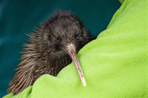 The Kiwi: National Bird of New Zealand - A-Z Animals