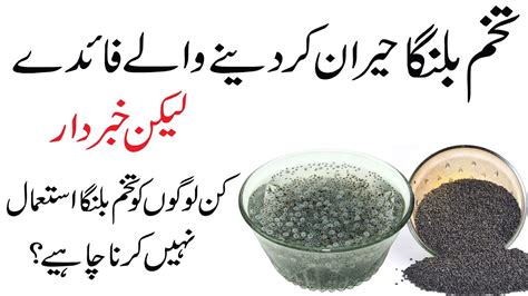 Tukh Malanga Ke Fayde In Urdu Hindi Basil Seeds Benefits