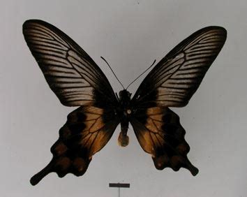 Pachliopta Liris Deridderi Type Specimens