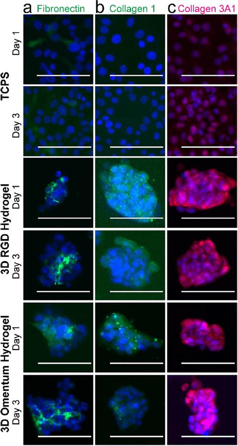 Immunofluorescence Staining Of Skov Cells Demonstrated That They