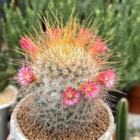 30 Types Of Mammillaria Cacti Pictorial Guide