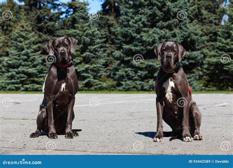 The German Mastiff Stock Image Image Of Eyes Friendship 93442589