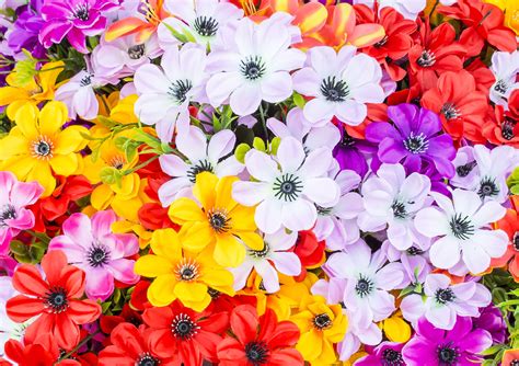 ¿por Qué Las Flores Tienen Distintos Colores