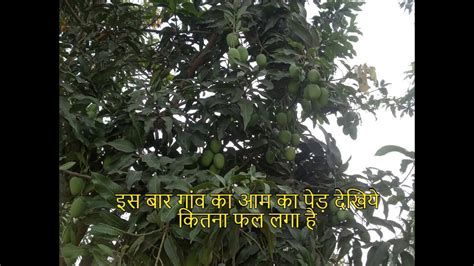 गांव में आम का पेड़ देखे कितना खूबसूरत है आम का पेड़ Tree Of Mango