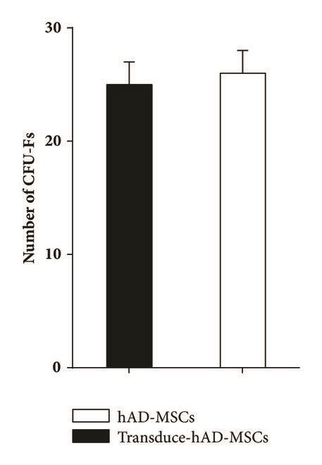 The Mesenchymal Stem Cells Mscs Characterization By Flow Cytometry