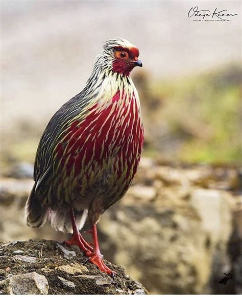 A Close Up Of A Bird On A Rock