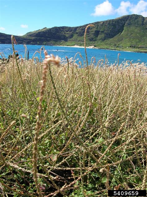 Devils Horsewhip Achyranthes Aspera