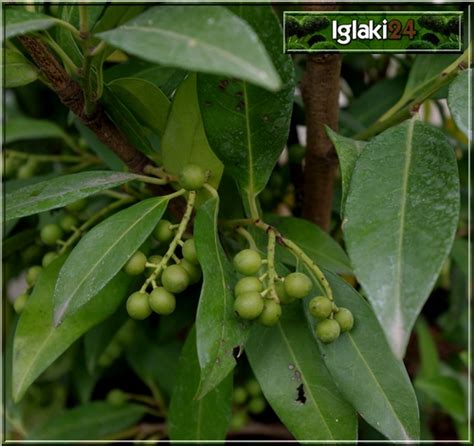 Prunus laurocerasus Genolia Laurowiśnia wschodnia Genolia FOTO