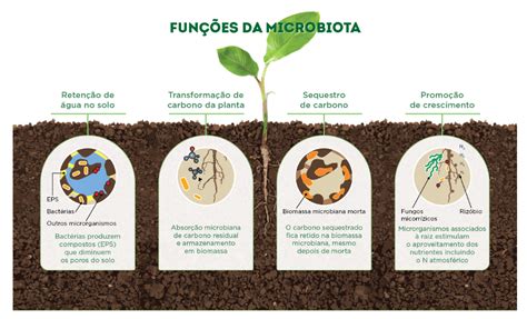 Conheça o papel dos fungos e bactérias na fertilidade do solo Sensix Blog