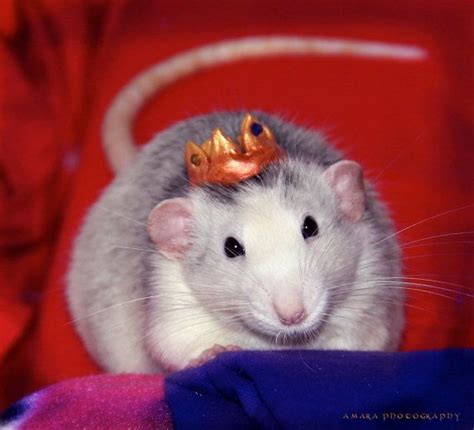 Rat Crowns And Hats Custom Made For Your Pet Rat Pet Rats Your Pet