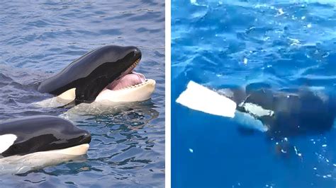 Orcas atacan una embarcación y la destruyen en 15 minutos UnoTV