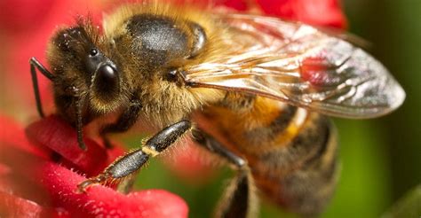 Abejas héroes polinizadores AgroClick S A S